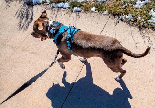 負担の少ない犬用ハーネスの選び方は 使用するメリット デメリットや付け方のコツも解説 獣医師監修 わんクォール 負担の少ない犬用ハーネスの選び方は 使用するメリット デメリットや付け方のコツも解説 獣医師監修 わんクォール
