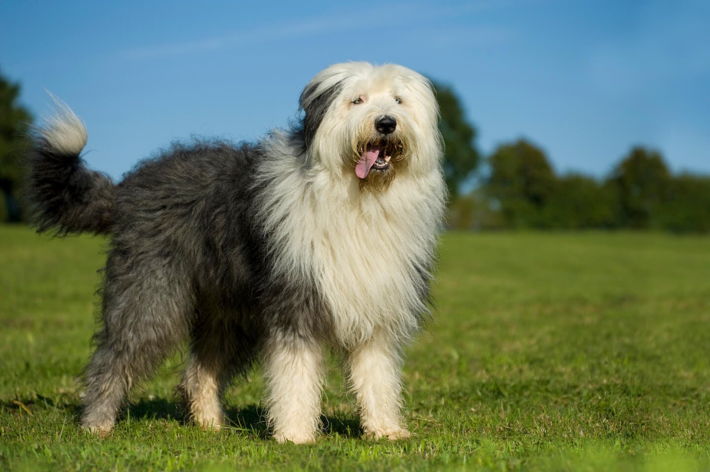 モップみたいな犬！？コモンドールの性格や飼育の注意点を解説【獣医師監修】|ワンクォール