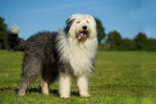 モップみたいな犬 コモンドールの性格や飼育の注意点を解説 獣医師監修 わんクォール