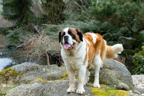 セント バーナードの性格や特徴は 飼い方やしつけのコツ 寿命やかかりやすい病気などについて解説 獣医師監修 わんクォール