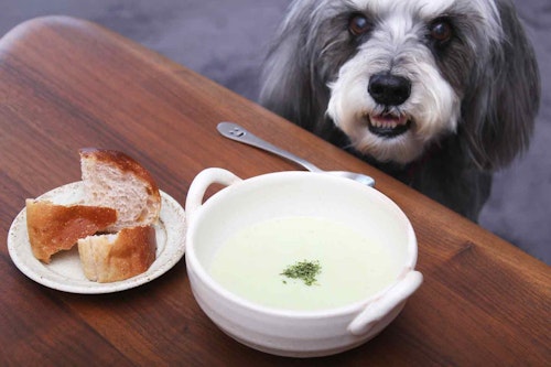 犬の胃に優しいおやつレシピ そら豆は犬にもok そら豆のポタージュ でヘルシーに水分補給 わんクォール 犬の胃に優しいおやつレシピ そら豆は犬にもok そら豆のポタージュ でヘルシーに水分補給 わんクォール