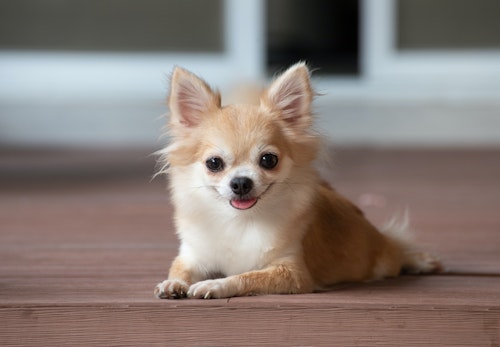 チワワにカットは必要 カットスタイルや頻度 注意点などを解説 獣医師監修 わんクォール チワワにカットは必要 カットスタイルや頻度 注意点などを解説 獣医師監修 わんクォール