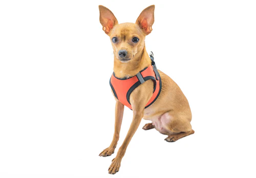 負担の少ない犬用ハーネスの選び方は 使用するメリット デメリットや付け方のコツも解説 獣医師監修 わんクォール 負担の少ない犬用ハーネスの選び方は 使用するメリット デメリットや付け方のコツも解説 獣医師監修 わんクォール