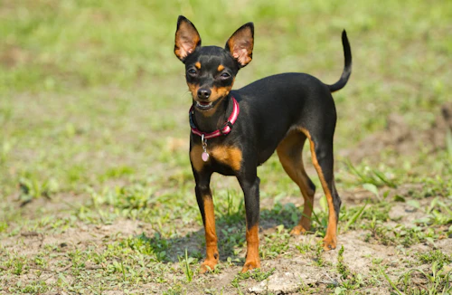 世界で最も小さい超小型犬5選とギネス記録犬を紹介 獣医師監修 わんクォール