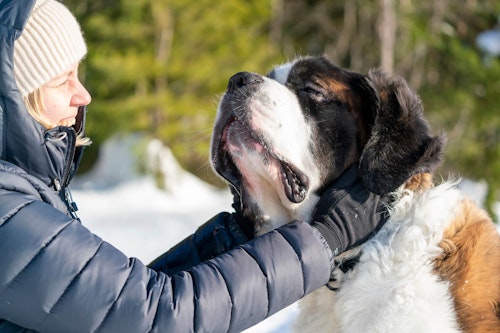 セント バーナードの性格や特徴は 飼い方やしつけのコツ 寿命やかかりやすい病気などについて解説 獣医師監修 わんクォール