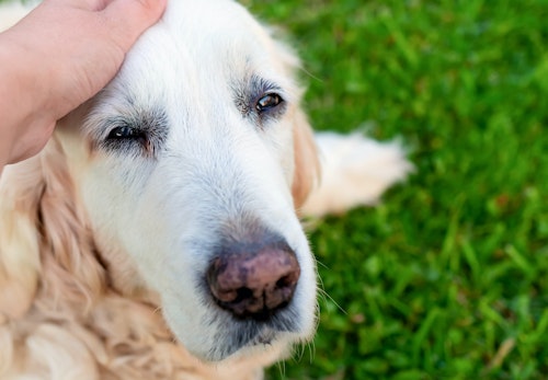 犬の脂漏症とは 症状や病院に連れて行くタイミング 治療法について解説 獣医師監修 わんクォール 犬の脂漏症とは 症状や病院に連れて行くタイミング 治療法について解説 獣医師監修 わんクォール