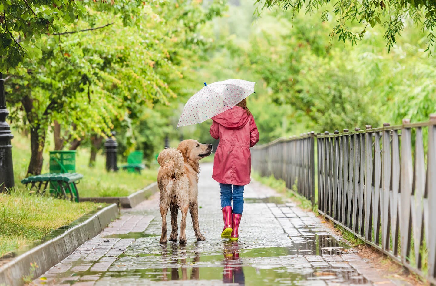 雨の日の犬の散歩の注意点
