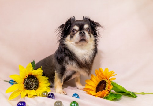 チワワにカットは必要 カットスタイルや頻度 注意点などを解説 獣医師監修 わんクォール チワワにカットは必要 カットスタイルや頻度 注意点などを解説 獣医師監修 わんクォール