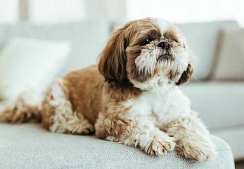 犬の脂漏症とは 症状や病院に連れて行くタイミング 治療法について解説 獣医師監修 わんクォール 犬の脂漏症とは 症状や病院に連れて行くタイミング 治療法について解説 獣医師監修 わんクォール