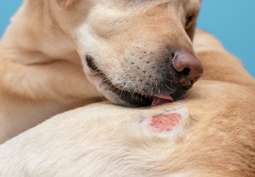 犬のニキビダニ症 毛包虫症 とは 症状や病院に連れて行くタイミング 治療法について解説 獣医師監修 わんクォール 犬のニキビダニ症 毛包虫症 とは 症状や病院に連れて行くタイミング 治療法について解説 獣医師監修 わんクォール