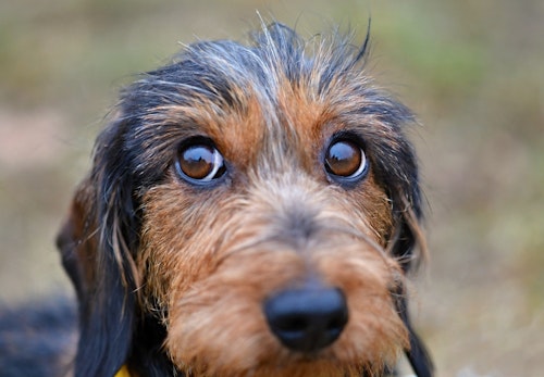 犬の視力はどのくらい？色の識別能力や視力低下時の対処法を解説【獣医師監修】