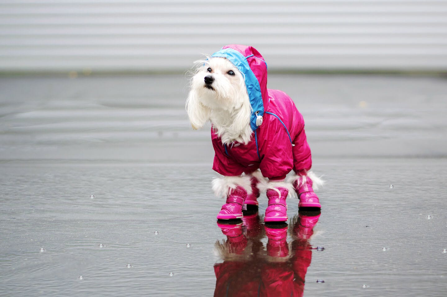 雨の日に犬の散歩をする時に準備したいもの　ドッグブーツ