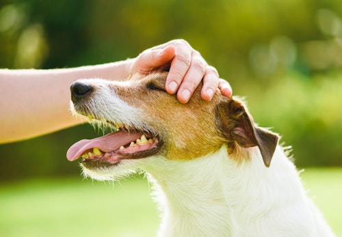 犬の視力はどのくらい 色の識別能力や視力低下時の対処法を解説 獣医師監修 わんクォール 犬の視力はどのくらい 色の識別能力や視力低下時の対処法を解説 獣医師監修 わんクォール