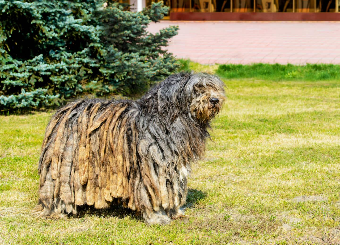 モップみたいな犬！？コモンドールの性格や飼育の注意点を解説【獣医師監修】|ワンクォール