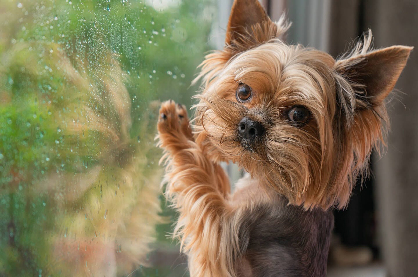 雨の日でも犬の散歩は行ったほうがいい？注意点やデメリットを解説【獣医師監修】