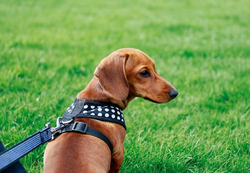 負担の少ない犬用ハーネスの選び方は 使用するメリット デメリットや付け方のコツも解説 獣医師監修 わんクォール 負担の少ない犬用ハーネスの選び方は 使用するメリット デメリットや付け方のコツも解説 獣医師監修 わんクォール