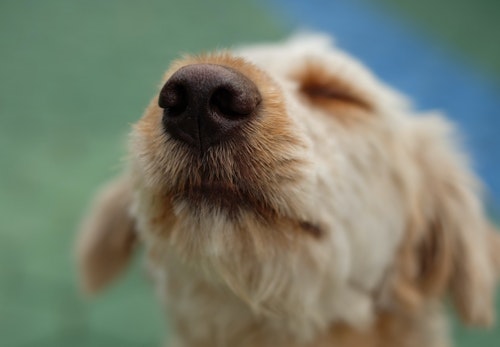 犬の嗅覚はどのくらいすごい？人間の何倍なのか、嗅ぎ分けられる距離などを解説【獣医師監修】