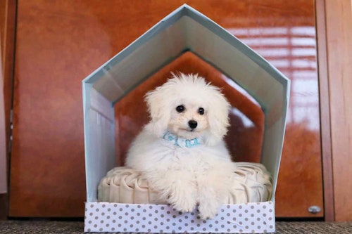 愛犬用ハウスにリメイクシートを貼って完成！