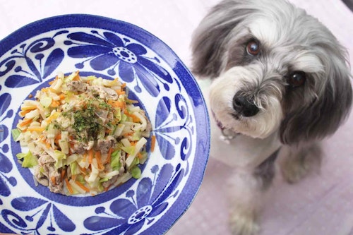 【低カロリー】犬はうどんが好き！胃腸の不調やむくみ対策におすすめの焼うどんレシピ