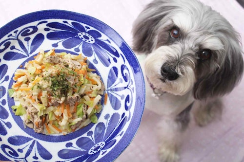低カロリー 犬はうどんが好き 胃腸の不調やむくみ対策におすすめの焼うどんレシピ わんクォール 低カロリー 犬はうどんが好き 胃腸の不調やむくみ対策におすすめの焼うどんレシピ わんクォール