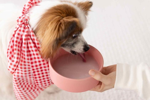 毎日の水分補給や熱中症対策　水を飲む犬