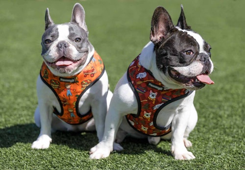 負担の少ない犬用ハーネスの選び方は 使用するメリット デメリットや付け方のコツも解説 獣医師監修 わんクォール 負担の少ない犬用ハーネスの選び方は 使用するメリット デメリットや付け方のコツも解説 獣医師監修 わんクォール