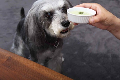 犬の胃に優しいおやつレシピ そら豆は犬にもok そら豆のポタージュ でヘルシーに水分補給 わんクォール 犬の胃に優しいおやつレシピ そら豆は犬にもok そら豆のポタージュ でヘルシーに水分補給 わんクォール