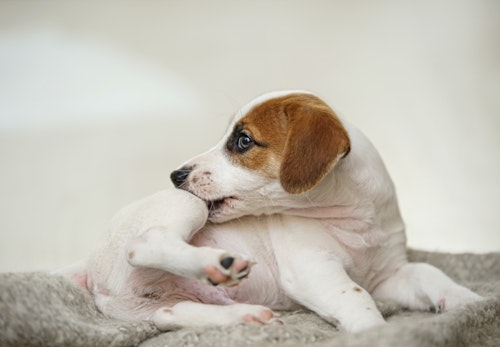 犬のニキビダニ症 毛包虫症 とは 症状や病院に連れて行くタイミング 治療法について解説 獣医師監修 わんクォール 犬のニキビダニ症 毛包虫症 とは 症状や病院に連れて行くタイミング 治療法について解説 獣医師監修 わんクォール