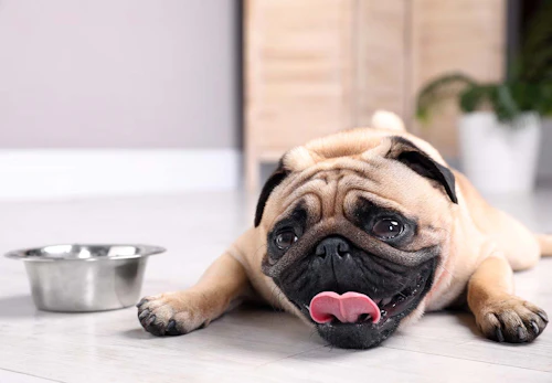 犬にズッキーニを食べさせて大丈夫 食糞防止効果があるのかどうかや与え方の注意点を解説 獣医師監修 わんクォール 犬にズッキーニを食べさせて大丈夫 食糞防止効果があるのかどうかや与え方の注意点を解説 獣医師監修 わんクォール