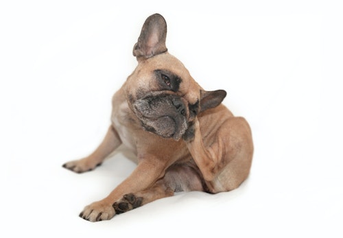 犬のニキビダニ症 毛包虫症 とは 症状や病院に連れて行くタイミング 治療法について解説 獣医師監修 わんクォール 犬のニキビダニ症 毛包虫症 とは 症状や病院に連れて行くタイミング 治療法について解説 獣医師監修 わんクォール