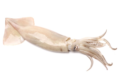 犬に生のイカやスルメはng 食べさせてはいけない理由と誤食した際の対処法を解説 獣医師監修 わんクォール 犬に生のイカやスルメはng 食べさせてはいけない理由と誤食した際の対処法を解説 獣医師監修 わんクォール