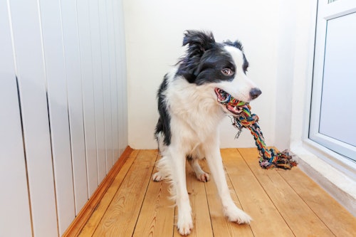 雨の日でも犬の散歩は行ったほうがいい 注意点やデメリットを解説 獣医師監修 わんクォール 雨の日でも犬の散歩は行ったほうがいい 注意点やデメリットを解説 獣医師監修 わんクォール
