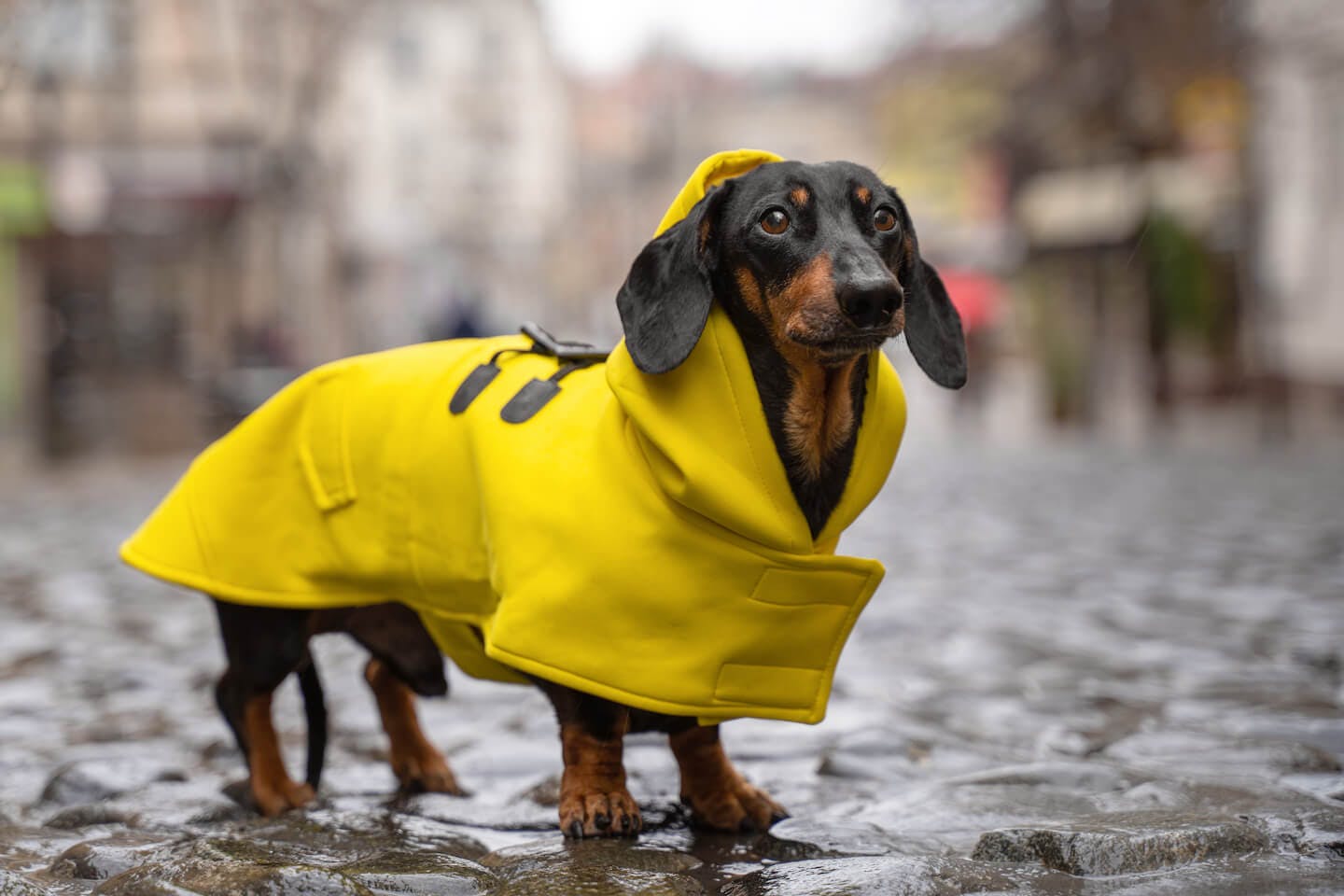 雨の日に犬の散歩をする時に準備したいもの　レインコート