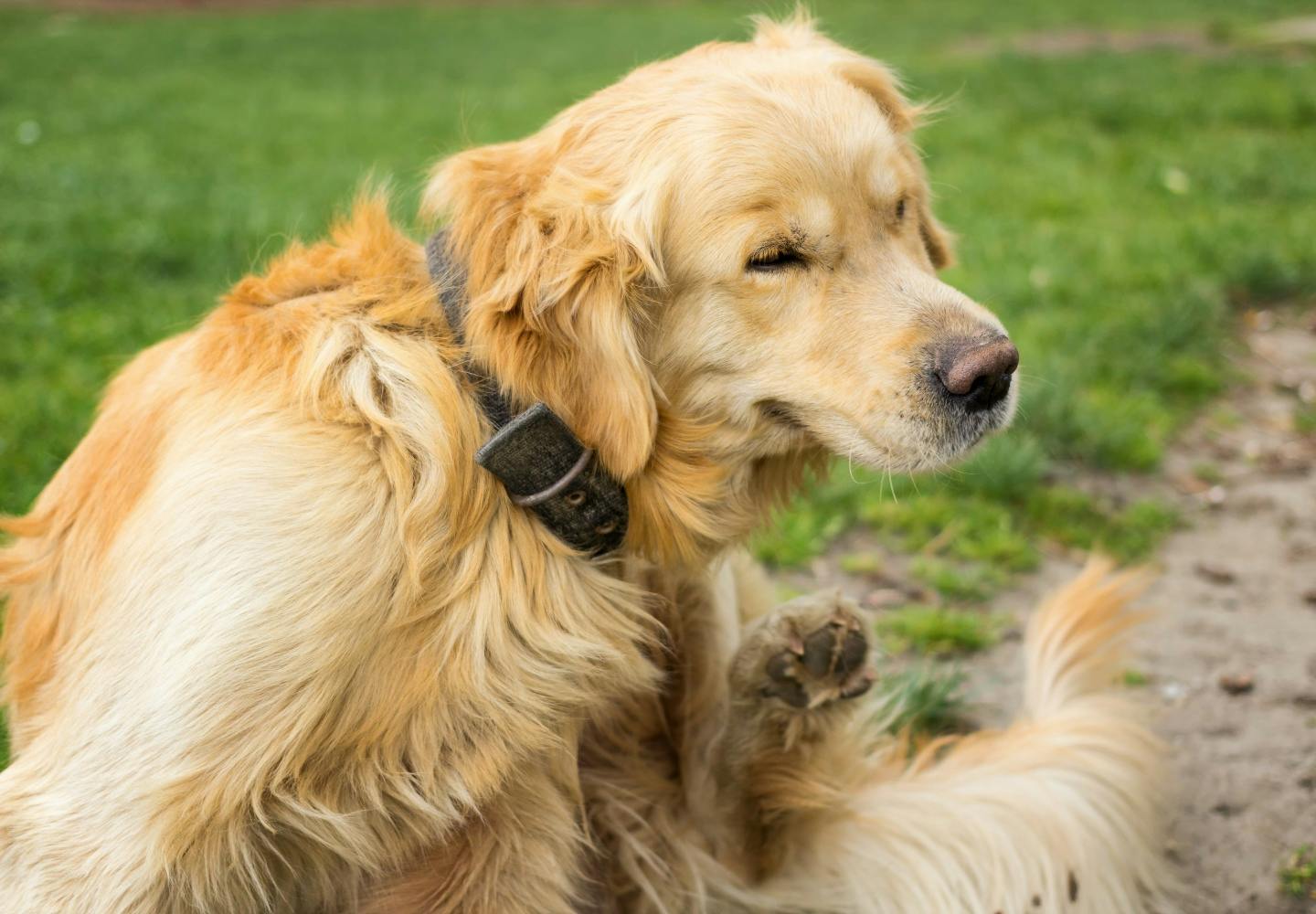 犬の脂漏症とは？症状や病院に連れて行くタイミング、治療法について解説【獣医師監修】