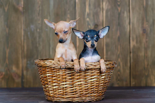 世界で最も小さい超小型犬5選とギネス記録犬を紹介 獣医師監修 わんクォール 世界で最も小さい超小型犬5選とギネス記録犬を紹介 獣医師監修 わんクォール