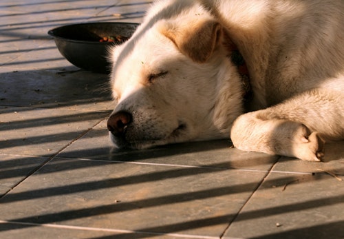 犬用の見守りカメラ_安心して眠る犬