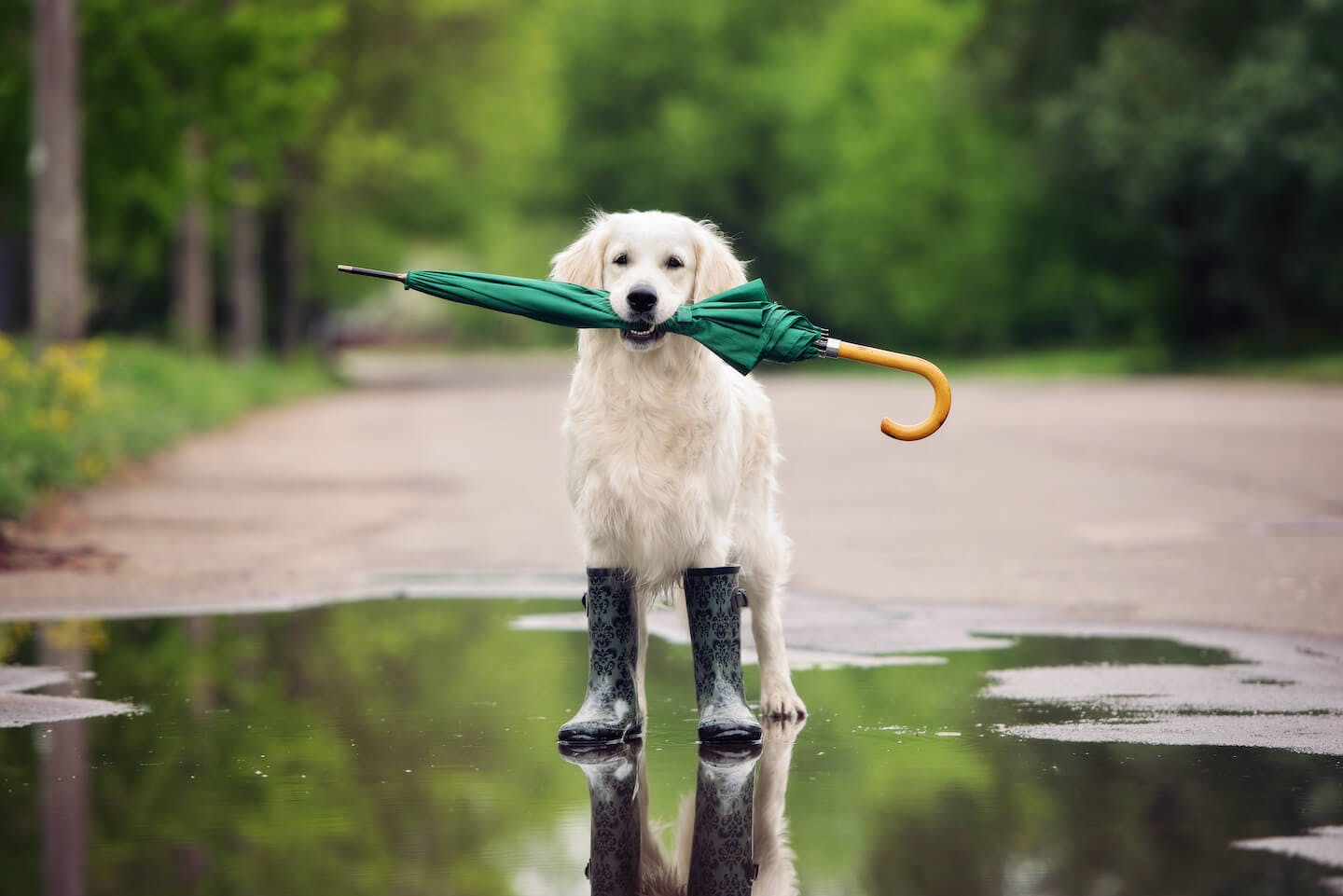雨の日に犬の散歩をするメリット・デメリット