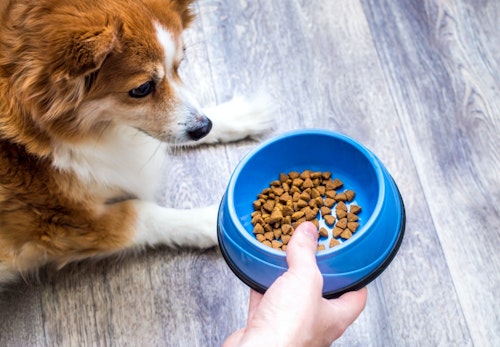 犬の視力はどのくらい 色の識別能力や視力低下時の対処法を解説 獣医師監修 わんクォール 犬の視力はどのくらい 色の識別能力や視力低下時の対処法を解説 獣医師監修 わんクォール