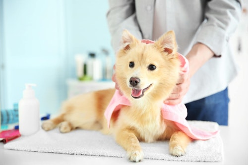 雨の日でも犬の散歩は行ったほうがいい 注意点やデメリットを解説 獣医師監修 わんクォール