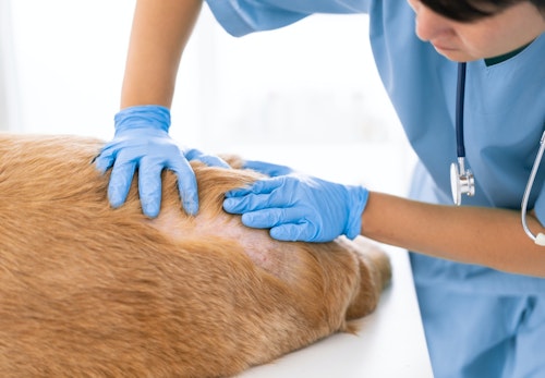 犬の脂漏症とは 症状や病院に連れて行くタイミング 治療法について解説 獣医師監修 わんクォール 犬の脂漏症とは 症状や病院に連れて行くタイミング 治療法について解説 獣医師監修 わんクォール