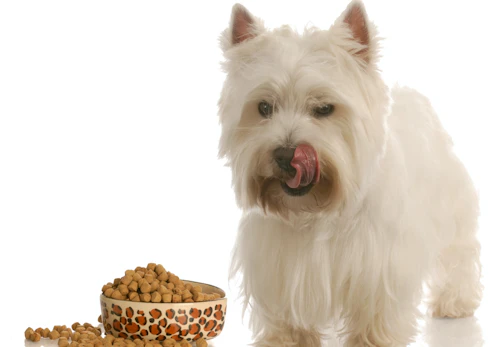 犬の脂漏症とは 症状や病院に連れて行くタイミング 治療法について解説 獣医師監修 わんクォール