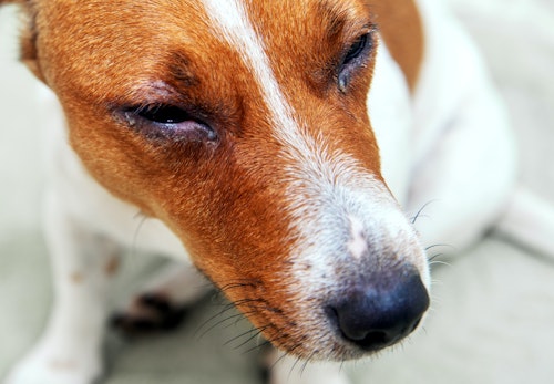 犬の視力はどのくらい 色の識別能力や視力低下時の対処法を解説 獣医師監修 わんクォール