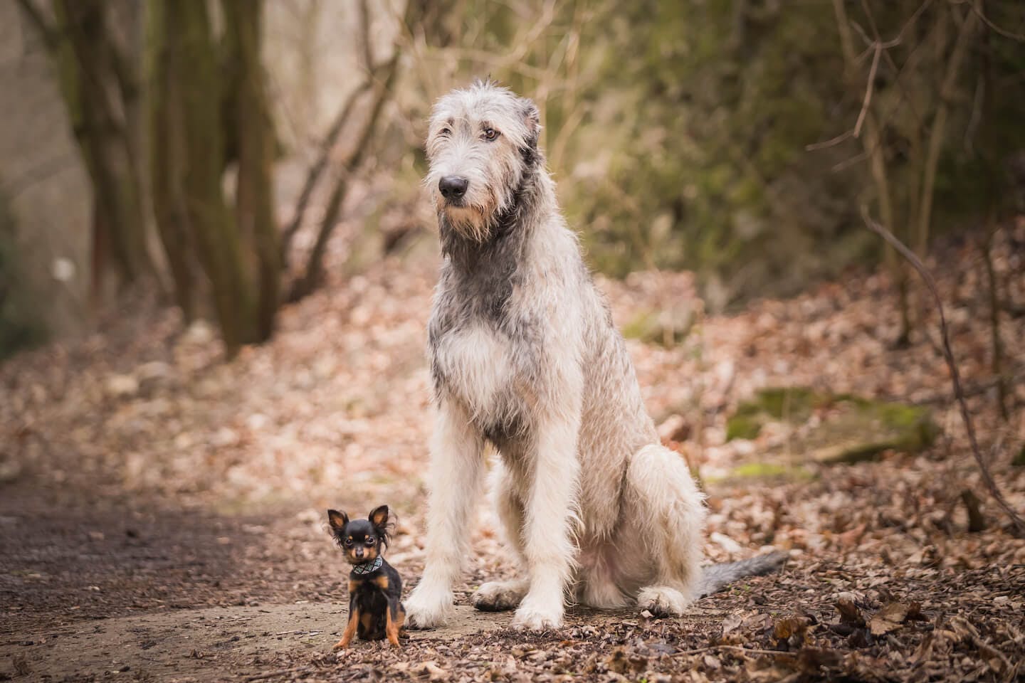 世界で最も小さい超小型犬5選とギネス記録犬を紹介【獣医師監修