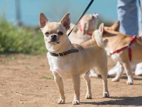 世界で最も小さい超小型犬5選とギネス記録犬を紹介 獣医師監修 わんクォール