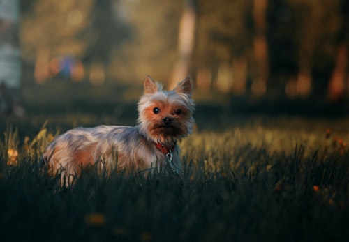 犬の視力はどのくらい 色の識別能力や視力低下時の対処法を解説 獣医師監修 わんクォール 犬の視力はどのくらい 色の識別能力や視力低下時の対処法を解説 獣医師監修 わんクォール