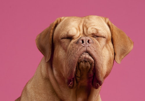 犬の目が開かない 考えらえる原因や病気 注意すべき症状を解説 獣医師監修 わんクォール 犬の目が開かない 考えらえる原因や病気 注意すべき症状を解説 獣医師監修 わんクォール