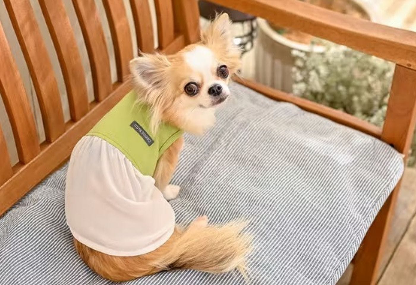 カインズの可愛い犬服 異素材MIXカットソーを着たチワワ