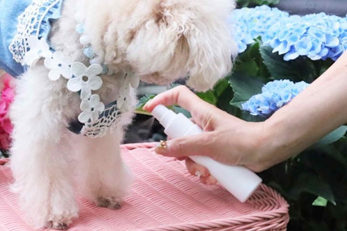 犬も人も安心して使える 虫除けアロマスプレー の作り方 獣医師監修 わんクォール 犬も人も安心して使える 虫除けアロマスプレー の作り方 獣医師監修 わんクォール