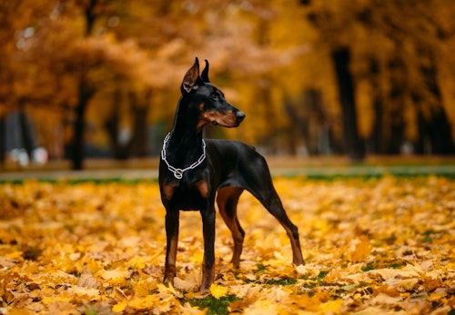 大型犬の種類とは 代表的な犬種の特徴と飼いやすさなどを解説 獣医師監修 わんクォール