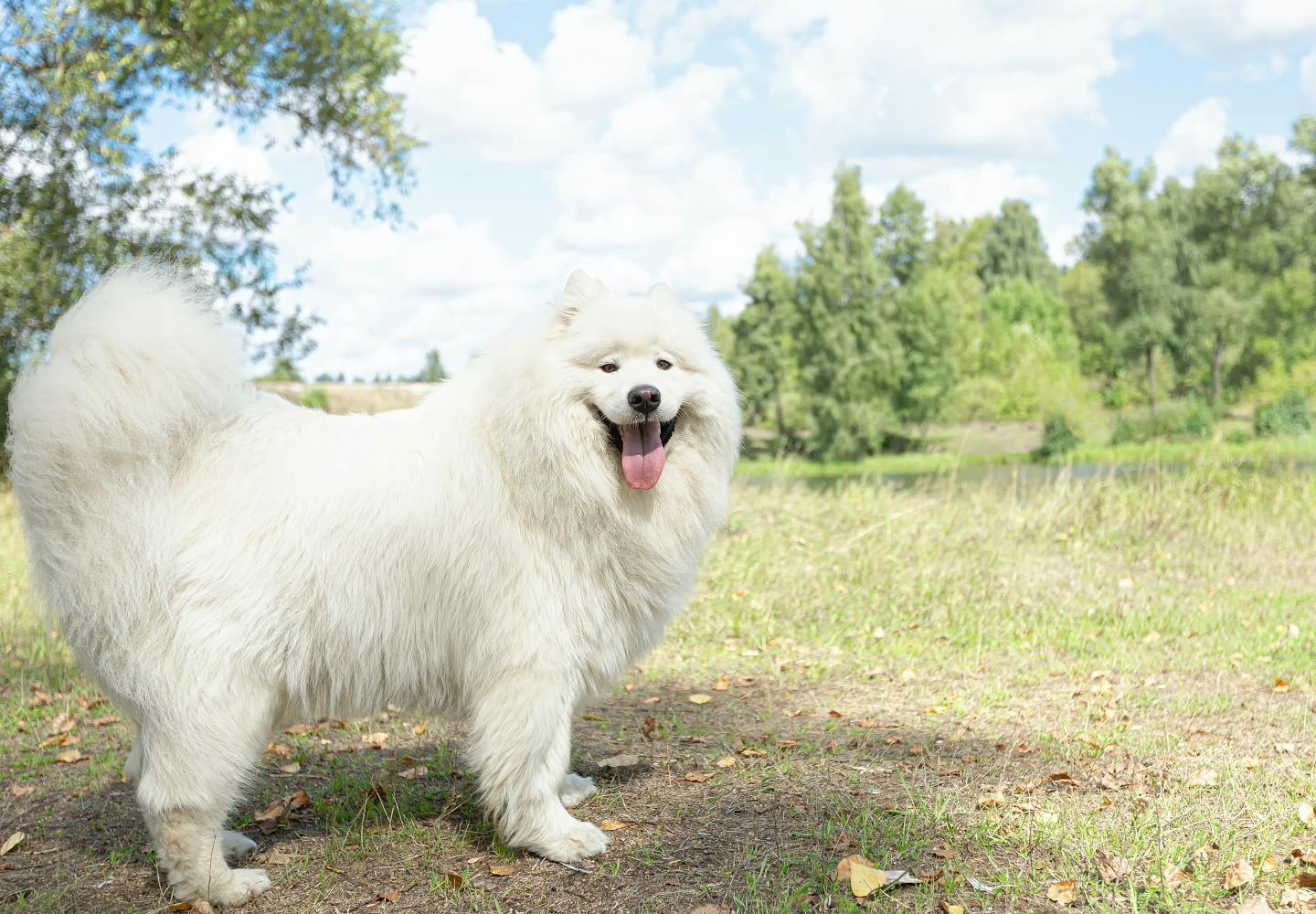 大型犬の種類とは？代表的な犬種の特徴と飼いやすさなどを解説【獣医師